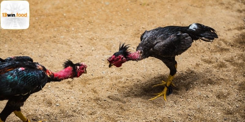 Hỗ trợ chuyên sâu khuyến mãi đá gà 13win cực khủng
